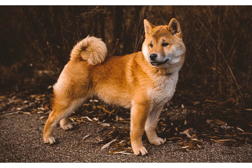 Shiba Inu (SHIB) Becomes 10th Largest Crypto Amid % Price Boom