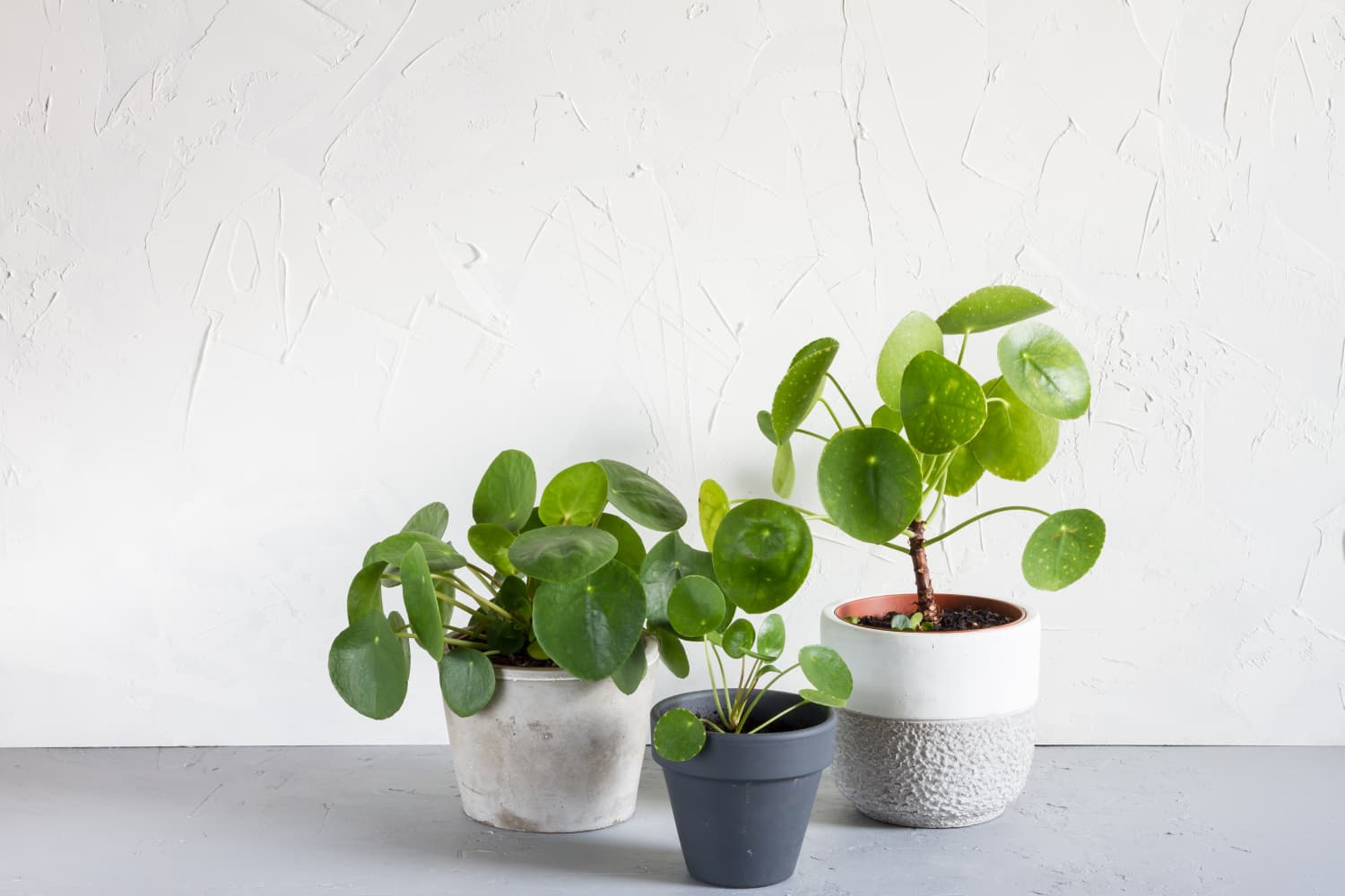 Chinese Money Plant | Pilea Peperomioides | Bloombox Club – Bloombox Club Ireland