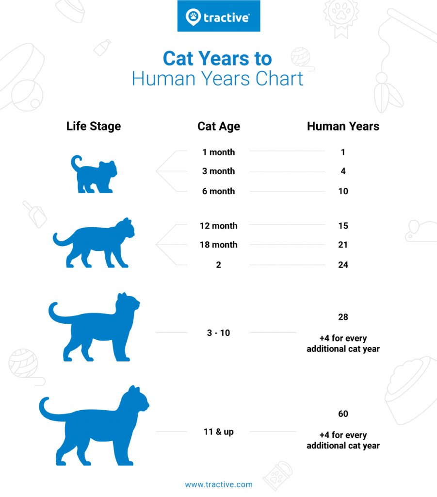 Cat Age Calculator