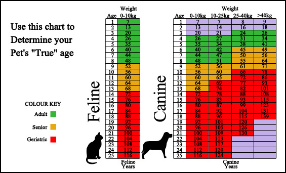 Cat Age Chart: Cat Years to Human Years | How Old Is My Cat? | The Old Farmer's Almanac