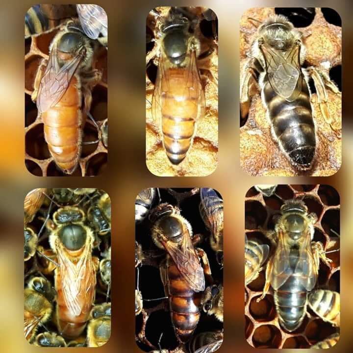 Queen Bees for Sale | Queen Honeybees for Sale | The B Farm