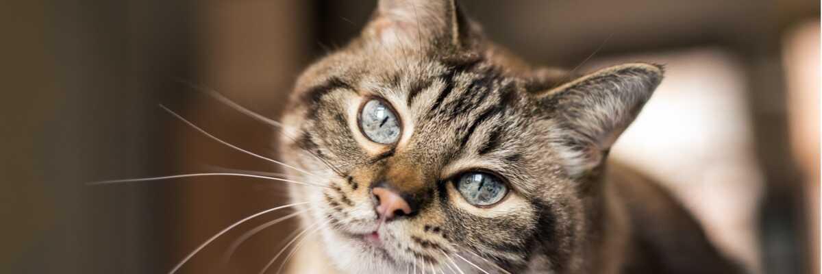 Comment traiter une infection oculaire d'un chat