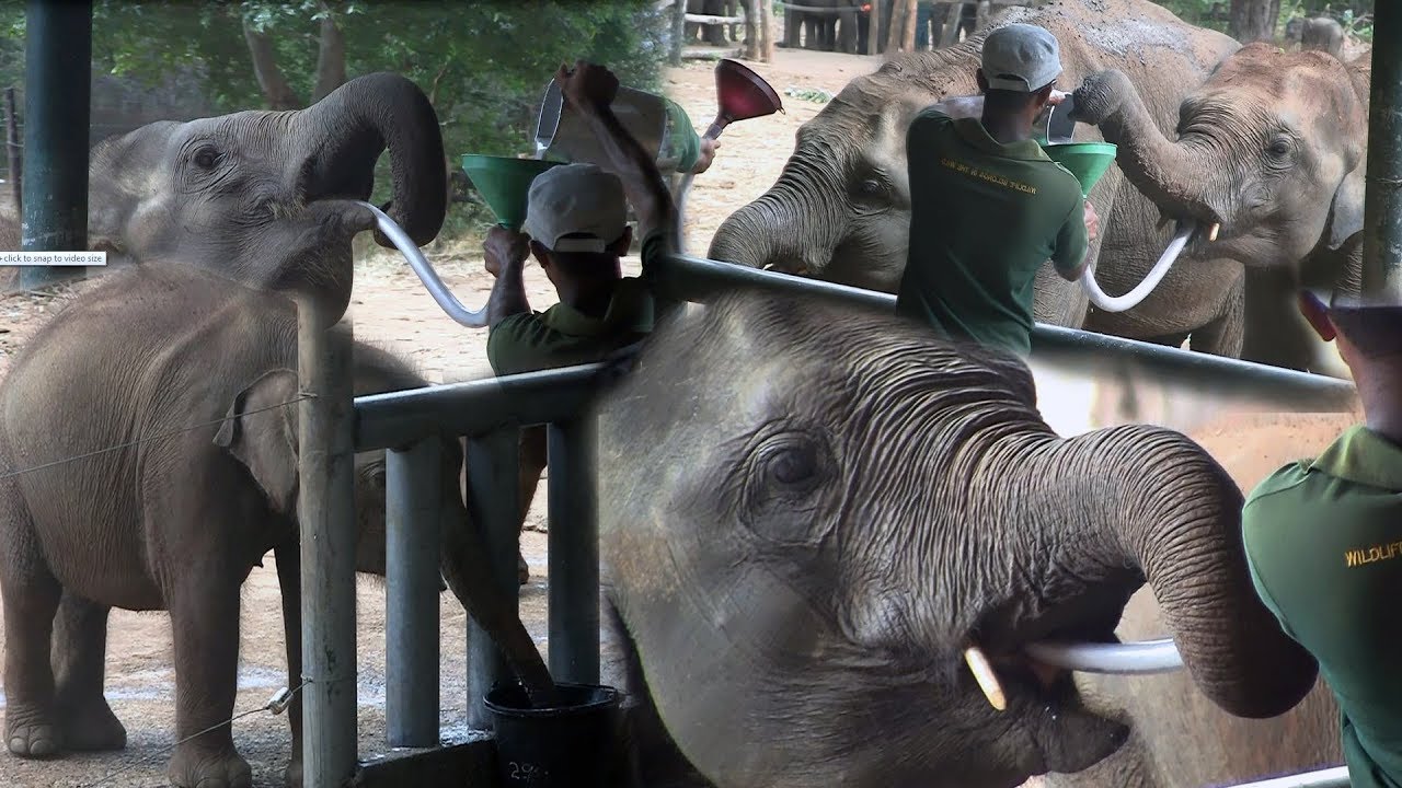 Udawalawe Elephant Transit Home Day Tour - Elephant Orphanage Sri Lanka