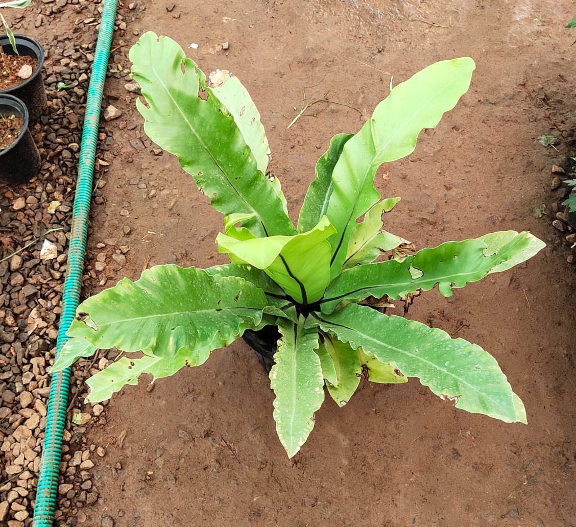 The medicinal plants of Myanmar - PMC