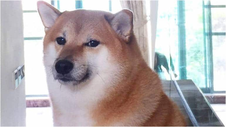 Shiba Inu of the viral 'Cheems' doge meme dies after cancer battle | World – Gulf News