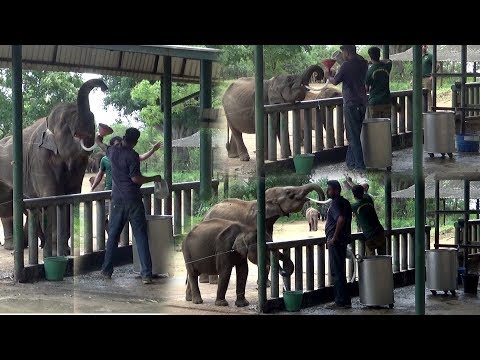 Uda Walawe Elephant Transit Home in Sri Lanka - Elephant Encyclopedia and Database