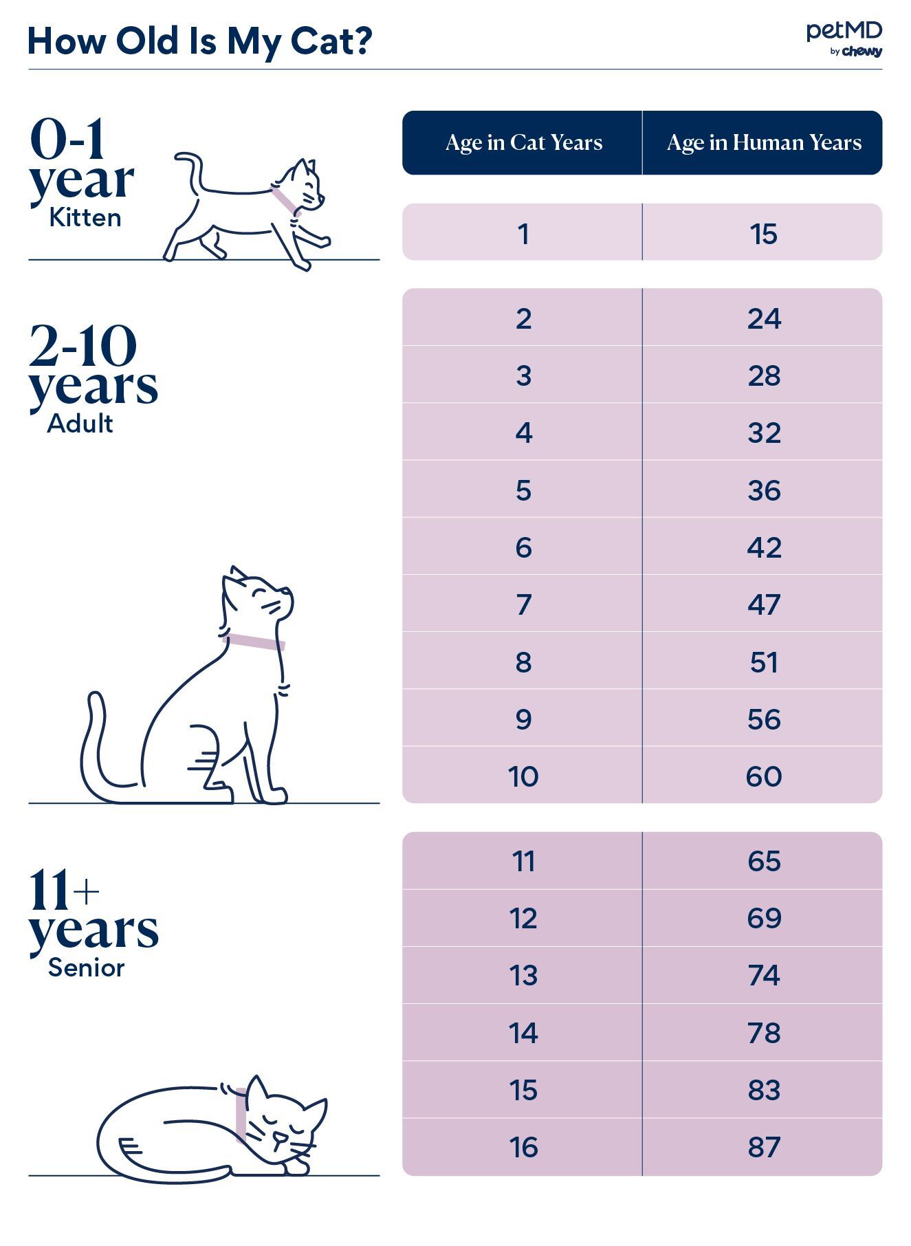 How old is your cat?