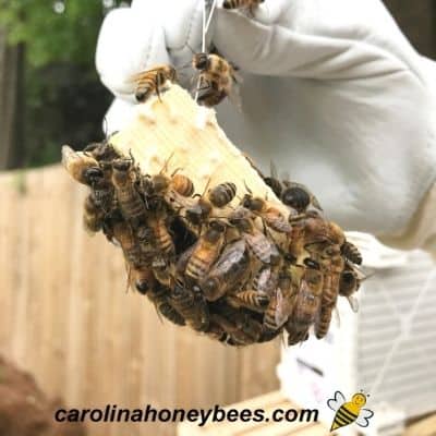 Queen Bee Ontario Organic Beekeeping Hygienic queens – Humble Bee