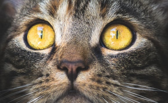 Ubu, 6 ans, tigré aux yeux verts – Chats Libres de Nîmes agglo