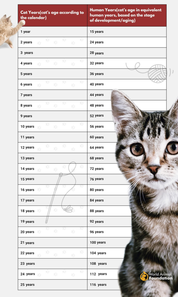 Cat Years Chart to human years infographic | Cat years, Cat years chart, Cat ages