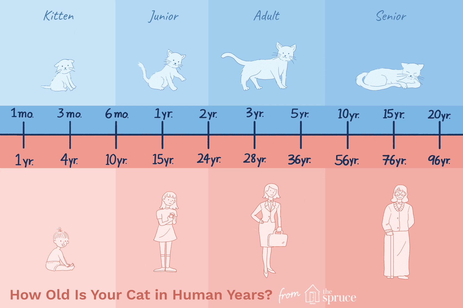 How Old Is My Cat in Human Years? | James Wellbeloved – James Wellbeloved UK