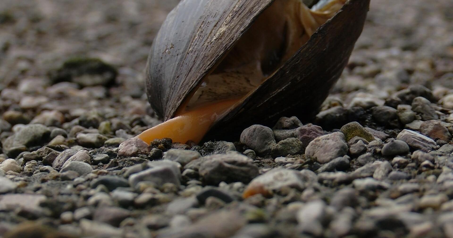 Wildlife Snails, Slugs, and Mussels