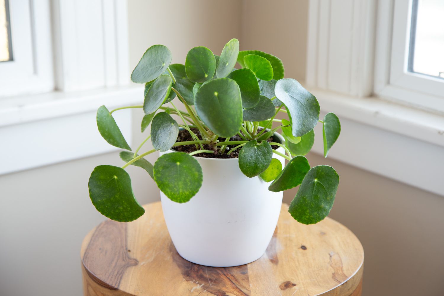 Pilea Peperomioides | Popularly Called Chinese Money Plant | Bloombox Club