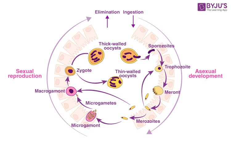 Pathogen & Environment | Cryptosporidium | Parasites | CDC