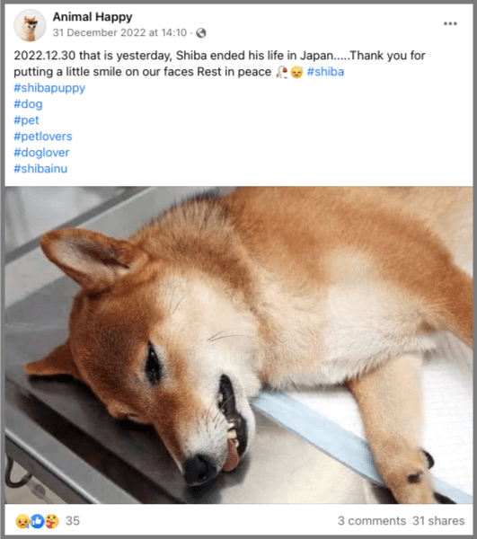 Shiba Inu Who Became Viral 'Cheems' Doge Meme Died After Cancer Battle