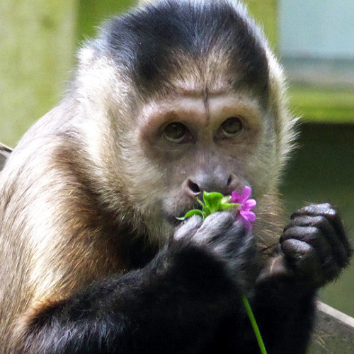 Capuchin Monkey For Sale At Good Prices. Trained & Health!