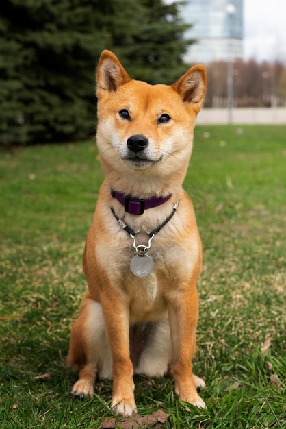 Shiba Inu (SHIB) Price Prediction - 