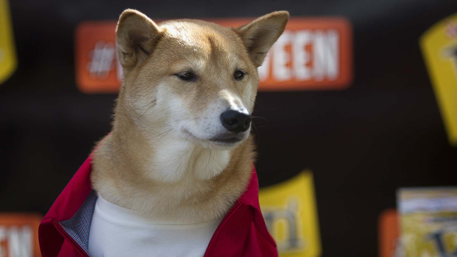 WallStreetBets Fever Hits Dogecoin, Price Soars % - CoinDesk