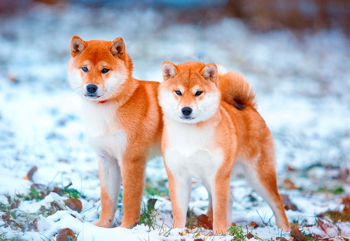 Shiba Inu Ecosystem