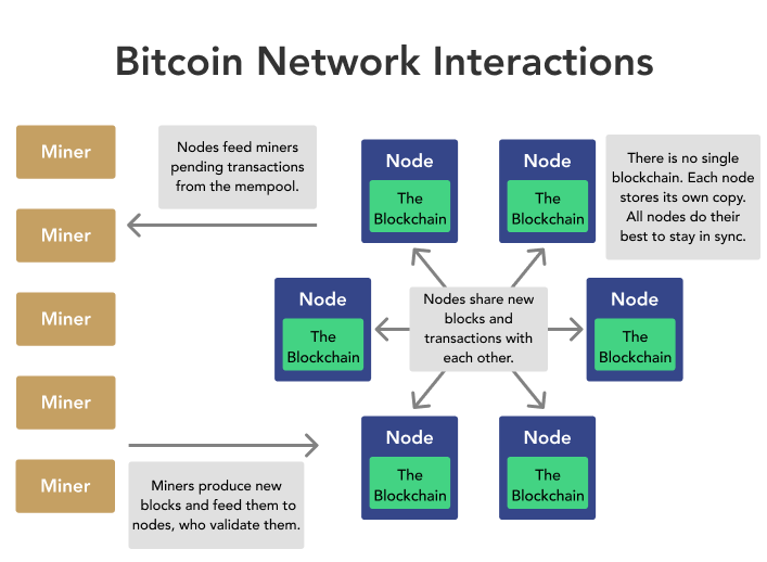 Crypto Nodes: What Are They And How Do They Work? | Ledger